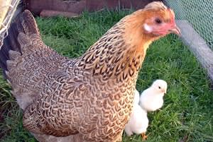 Highfields Happy Hens