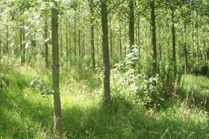 Hartshill Hayes Country Park