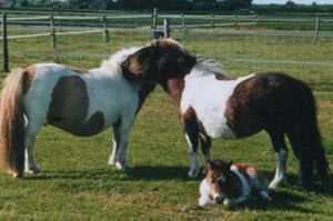 Heiffers Farm