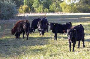 Bokewell Farm