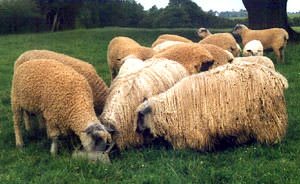 Stocklands Farm