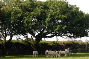 South Penquite