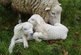Thrift Farm
