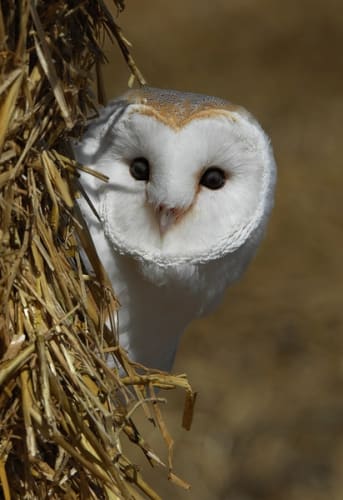 Barn Owl Centre