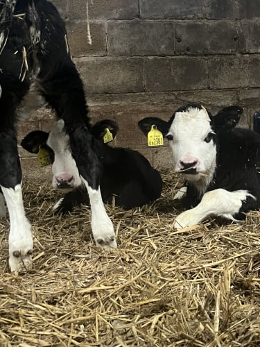 Brinkworth Dairy