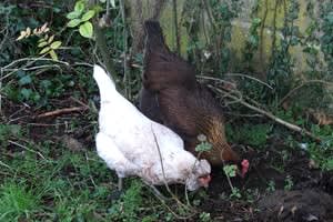 Sauls Farm