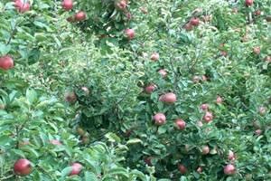 Willow Tree Farm