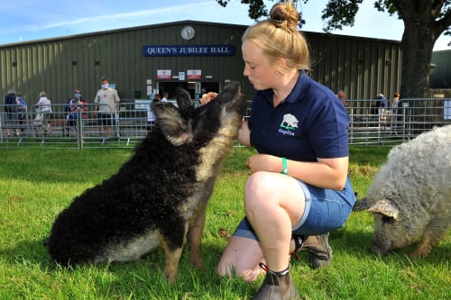 South of England Show