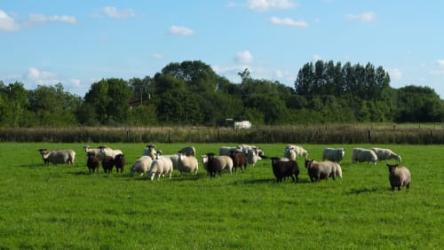 Mayfields Farm