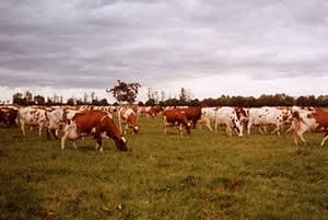 Northney Farm