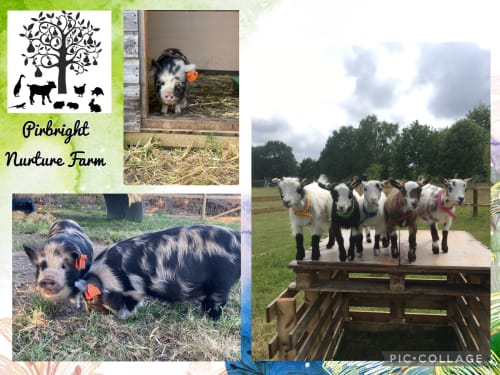 Pirbright Nurture Farm