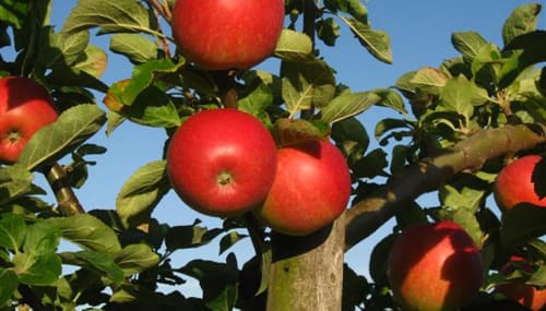 Tullens Fruit Farm