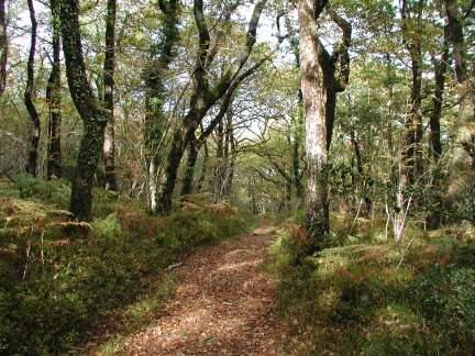 Yarner Wood Nature Reserve