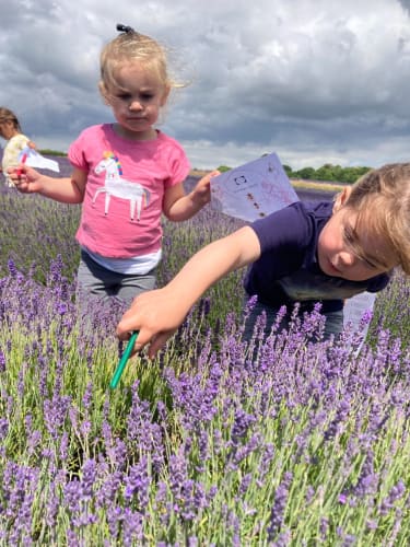 Lordington Lavender