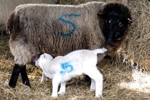 Nether Hale Farm