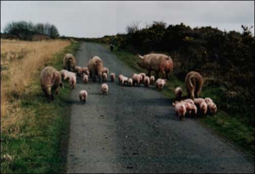 Rosuick Farm
