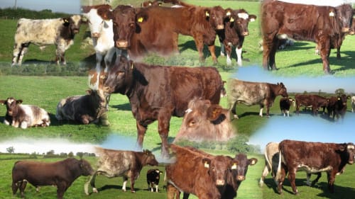 Oak Farm
