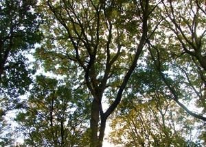 Crombie Country Park