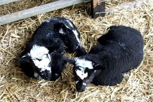 Roves Farm
