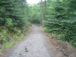 Hamsterley Forest