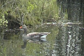 Paxton Pits Nature Reserve