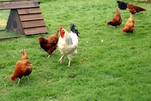 Rookery Open Farm
