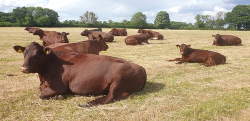 Collings Hanger Farm