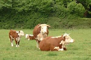 Meadow Bank Farm