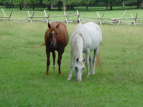 Staverton Farm