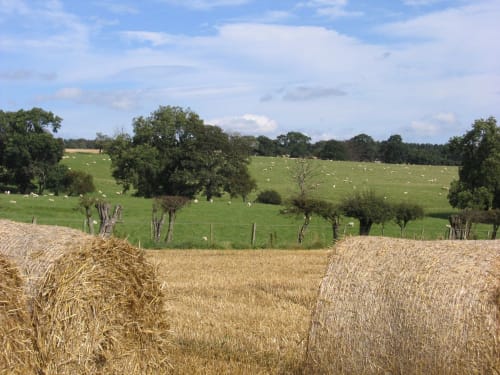 Middle Farm