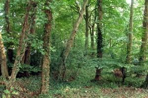 Oxborough Hythe Pasture