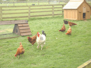 Higham Farm