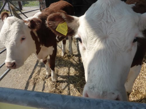 Weaver Dairy House Farm