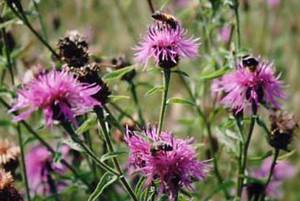 Moor Farm (Crediton)