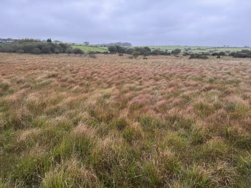 Bodmin Moor Wetland - conservation project