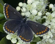 Durham Wildlife Trust