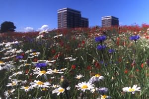 National Wildflower Centre