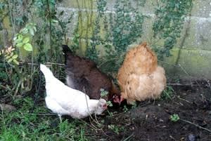 Stonehurst Family Farm & Museum