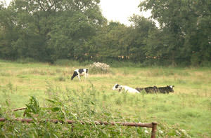 Padworth Park & Village Farm