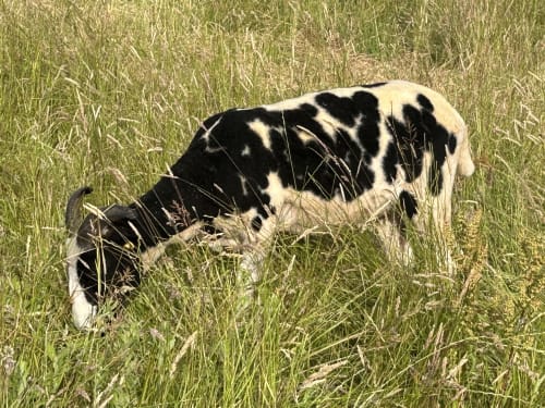 Green Oak Farm (Roots to the Moon)