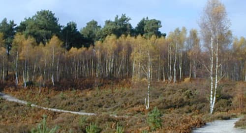 Avon Heath Country Park