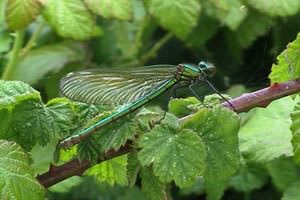 Dorset Wildlife Trust