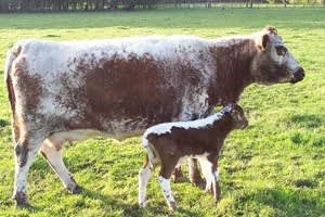 Croxteth Hall and Country Park