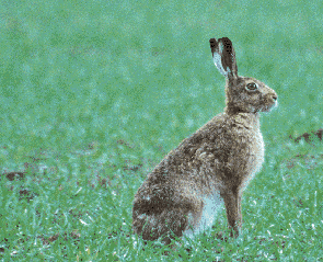 Nottinghamshire Wildlife Trust