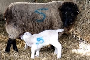 White House Farm (Goole)