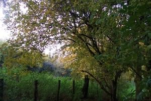 Rectory Farm (Tingewick)