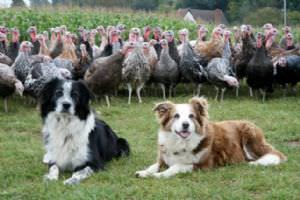 Copas Traditional Turkeys