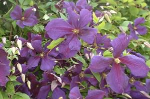 Project 2000 Botanic Gardens