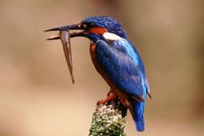 Northumberland Wildlife Trust