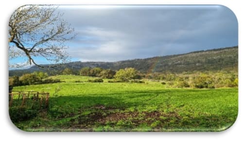 South Lakes Lamb Experiences